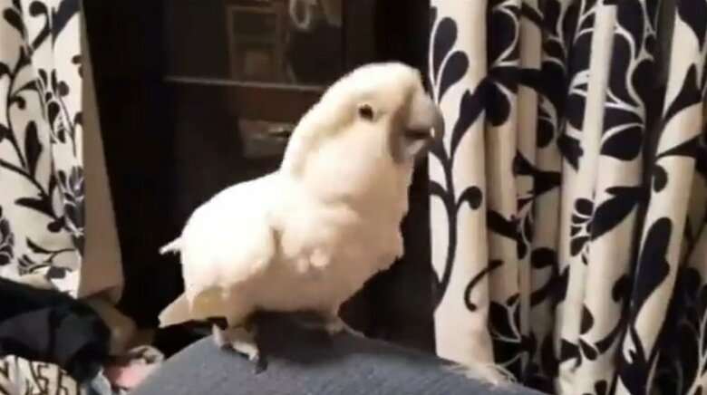 肩の上でなくとも滑ることがあるそうで…