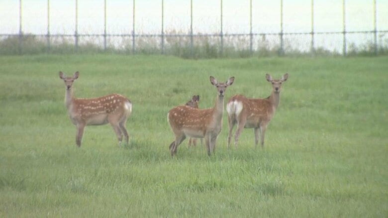 北海道東部で爆発的に増えるエゾシカ