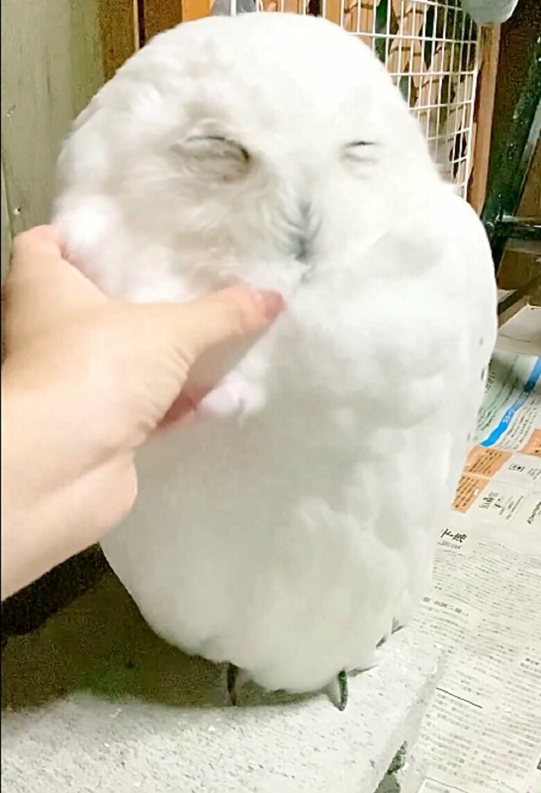 なでられて気持ちよさそう