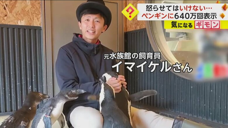 4羽のペンギンを飼育している元水族館の飼育員のイマイケルさん