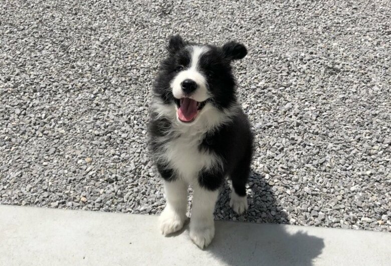 こゆきちゃんのパピー時代