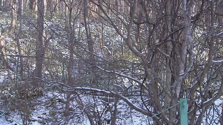 クマが来たとされる円山原生林