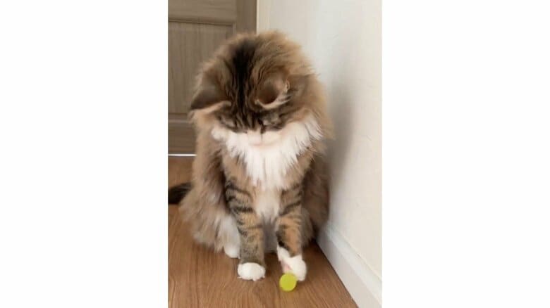 ボールを打ち返す（提供：しろあんでっかい北欧猫さん）