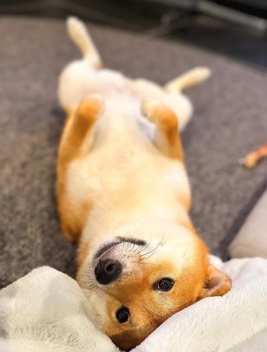 提供：柴犬はらみさん