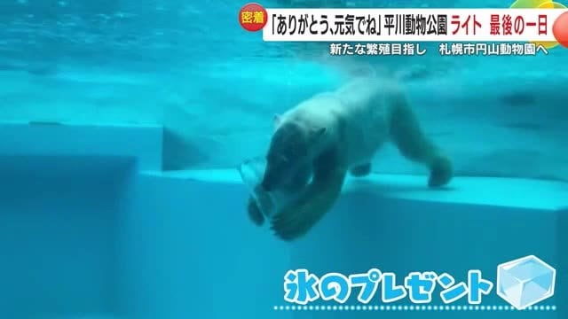 暑い夏には氷のプレゼントも