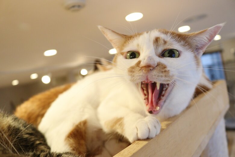 譲渡会に参加したシャー猫（提供：保護猫カフェねこかつ）