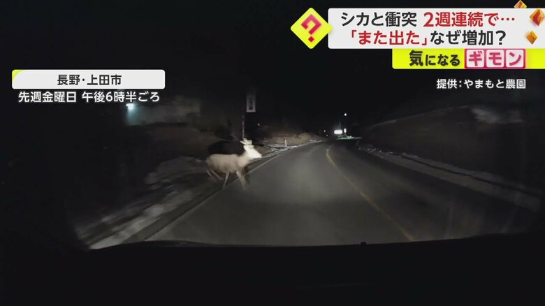 【ドライブレコーダー画像】シカと車の“衝突事故”の一部始終②