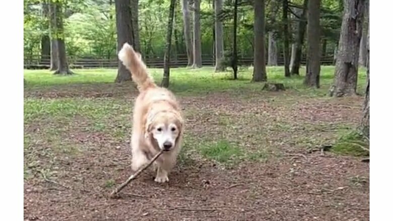 木の枝を投げたら持ってきた