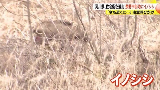 イノシシ