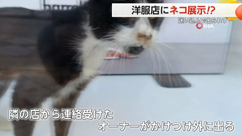 隣の店から連絡を受けたオーナーが駆けつけ、無事、外に出ることができたネコ