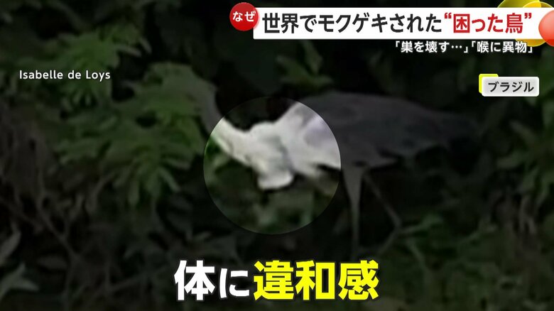 サギをよく見ると体に違和感が…