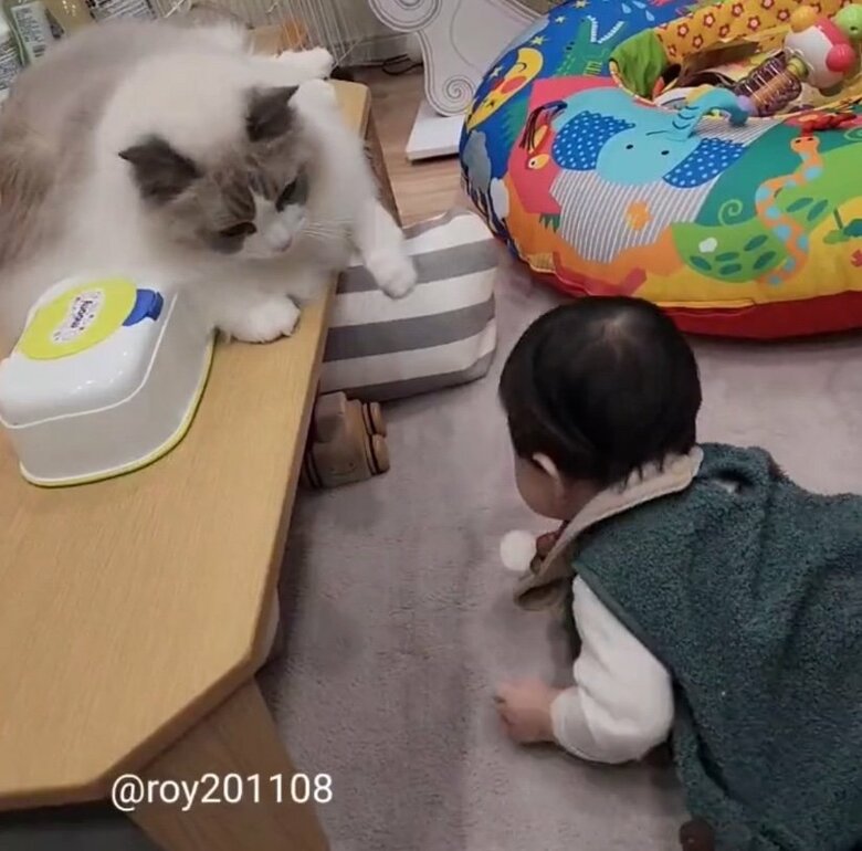 提供：ロイ(Roy)くん@ラグドールさん