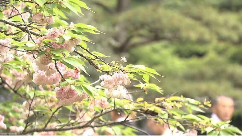 御苑内ではフゲンソウなど花々が咲き誇っていた