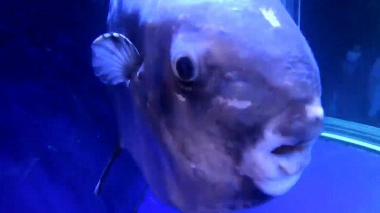 視覚でスタッフを感知（提供：サンシャイン水族館）