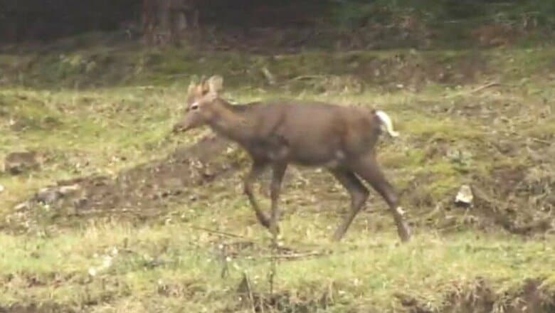 現場近くにいた鹿　11日撮影