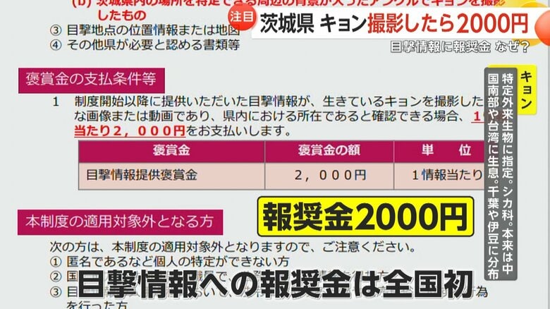 茨城県が特定外来生物「キョン」の目撃情報に2000円の報奨金を支払う