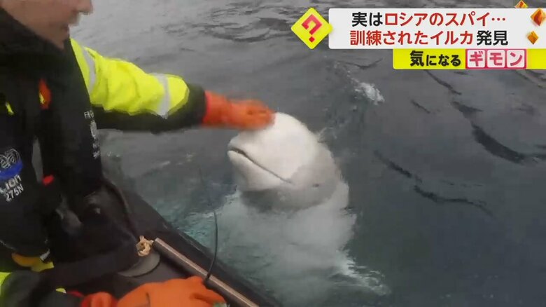 頭をなでられるシロイルカ