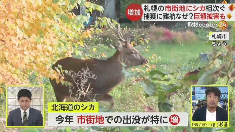 札幌市の市街地に出没したシカ。二次被害を防ぐため、捕獲が難航しているという（25日）