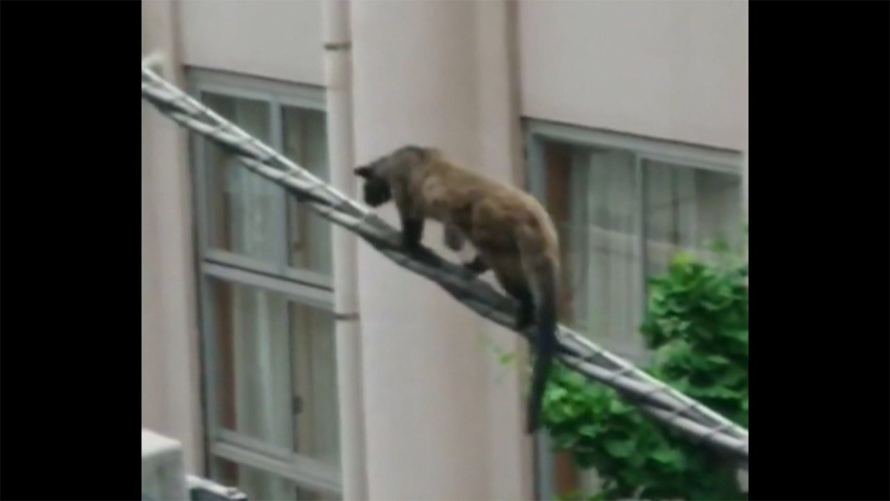 日本橋にハクビシン出没 通行人が発見し110番 Fnnプライムオンライン Goo ニュース