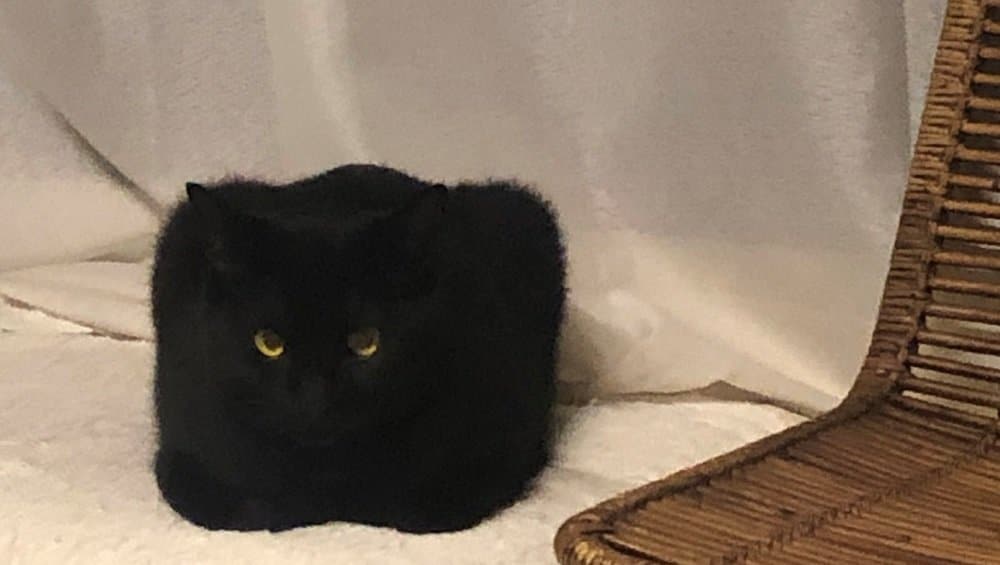 四角い物体 の正体は猫 飼い主が 思わず二度見した 体勢を図解してみた Fnnプライムオンライン 猫はこたつで丸くなる と童謡にあるよう ｄメニューニュース Nttドコモ