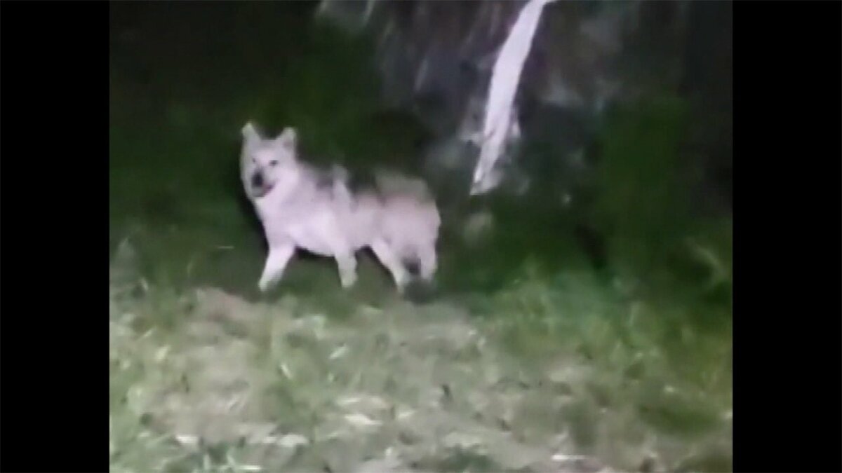 大型犬は オオカミ犬 か 街うろつき家畜を襲う Fnnプライムオンライン