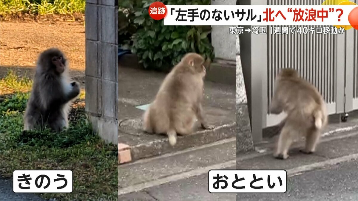 左手のないサル”東京から1週間で約40km北上か…「これテレビでやってる