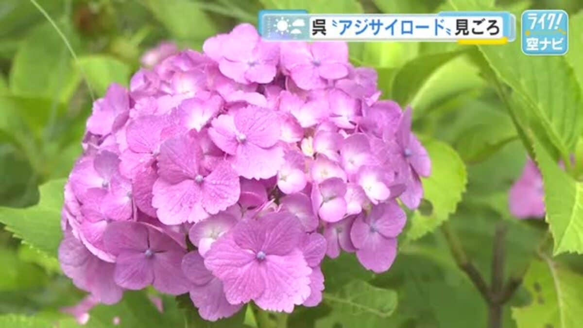 呉市の「アジサイロード」 色鮮やか1000株のアジサイが見ごろ