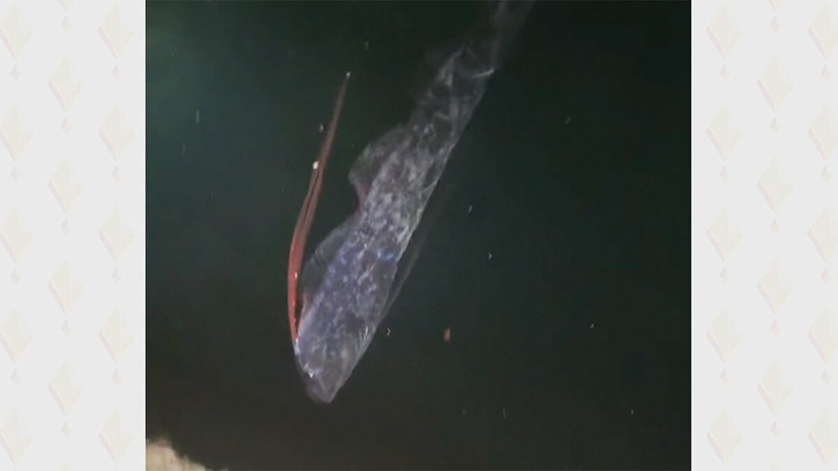 超レア】“幻の深海魚”リュウグウノツカイが漁港に出現 「でっかい