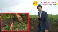 【ヒグマ速報】クマに食べられた「ニンジン」その数、なんと約1200本！ 畑には”手のひら”よりデカい幅18センチの足跡とフンを確認＜北海道函館市＞
