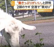 「働きっぷりがいい」ヤギ2頭が空港の“緑地管理”に大抜擢　朝から夕方までムシャムシャ食べて草刈り業務　長野・松本市