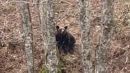 【ヒグマ速報】人気観光地「神の子池」近くにクマ出没“クマと目が合う”わずか50mの距離で…クマが木陰に隠れて無事→山菜採りの人も注意を〈北海道清里町〉