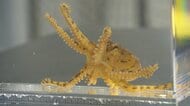 「超危険生物」猛毒のヒョウモンダコを富山湾で初確認 「分布域がどんどん広がっている」 魚津水族館で展示へ