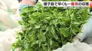 全国に先駆け一番茶！種子島で早摘みスタート『まろやかでクリーミー』な松寿を収穫