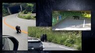 クマに襲われ登山者10m滑落　各地で出没相次ぐ　天井ぶら下がり“ハニーハント”驚異の身体能力