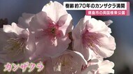 樹齢約７０年のカンザクラが満開