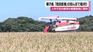 種子島　「乾田直播」の田んぼで稲刈り　人手不足の解消や経費削減に期待【鹿児島】