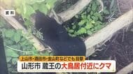 【クマ出没】蔵王半郷の赤い大鳥居から300メートルの路上付近で連日目撃　上山市・酒田市でも目撃　山形