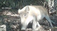 【▶動画はこちら】海泳ぎ“イノシシ占拠した島”　島民8人 100頭以上生息か
