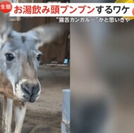 お湯飲んで頭をブンブン…“猫舌カンガルー”？飼育員「耳がかゆ…