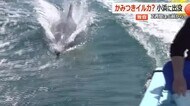 「めちゃくちゃ人に慣れてる」“かみつきイルカ”か　漁船に付きまとい定置網でマグロをガブリ！　小浜の漁港に連日、姿現し地元が警戒【福井】