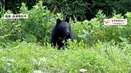 奈良でクマに襲われ頭と顔から出血　兵庫県宝塚市は“鍋”を叩いて対策　オープンカー近くに“木登りクマ”出現　仙台市