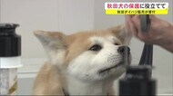 秋田ダイハツ販売が寄付 秋田犬の保護に役立てて 秋田