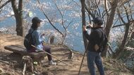 約2千本の桜が咲き誇る…「さくらの道」のソメイヨシノが見ごろ…