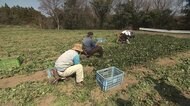 感染拡大で春野菜がピンチ 人手が...実習生来日できず