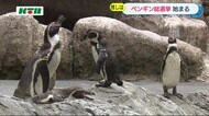 あなたの「推しペン」は?長崎ペンギン水族館で「総選挙」開催!