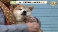 交通安全!ルールを守る柴犬【どうぶつのカンパネラ】静岡・富士宮市