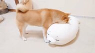 新入りの“ふかふか具合”を顔をうずめてチェックする柴犬が可愛い! 歴代お気に入りクッションを聞いた