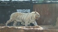 ガラス一枚越しで観察できるいしかわ動物園のホワイトタイガー　トレーニング姿もかわいい！の声【石川発】