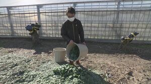 出荷調整という名の廃棄…会席料理など彩る「菊の葉」宴会需要減り生産農家に危機「1年位捨て続けてます」
