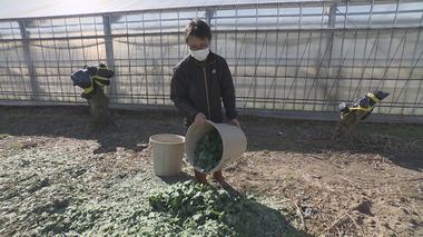 出荷調整という名の廃棄…会席料理など彩る「菊の葉」宴会需要減り生産農家に危機「1年位捨て続けてます」